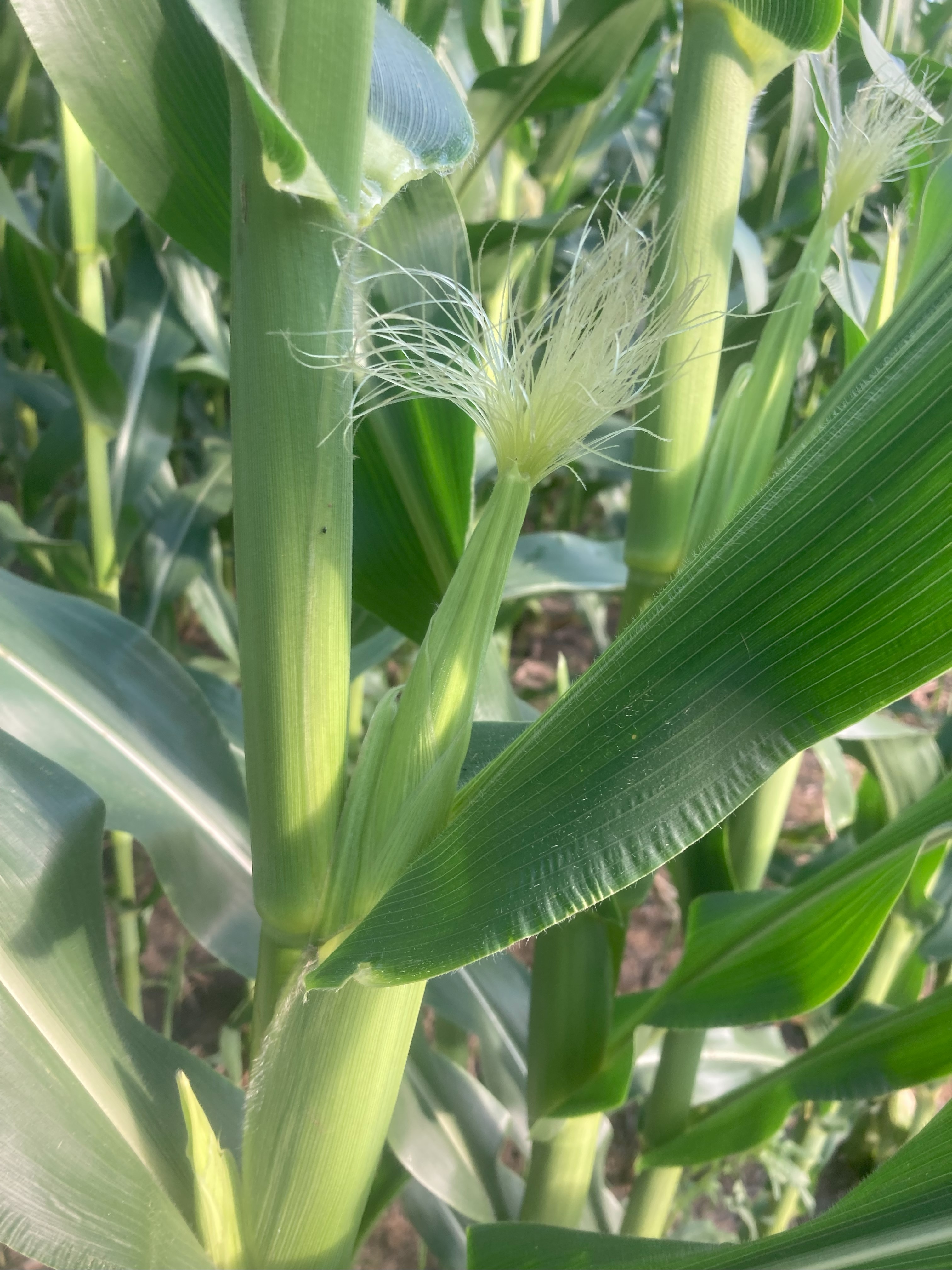 Corn R1 silk 2.jpg